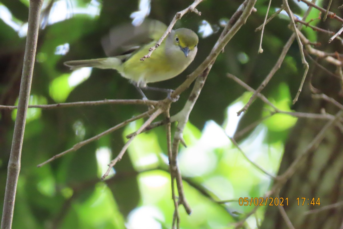 White-eyed Vireo - ML335063771