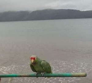 Red-lored Amazon - ML335064211
