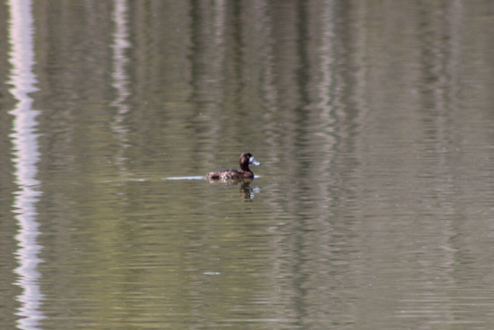 anatidé sp. (canard sp.) - ML335064701