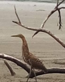 Neotropic Cormorant - ML335064831