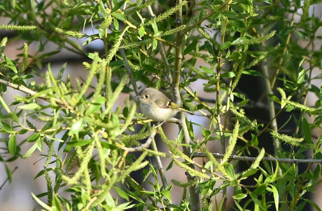 Ruby-crowned Kinglet - ML335064961