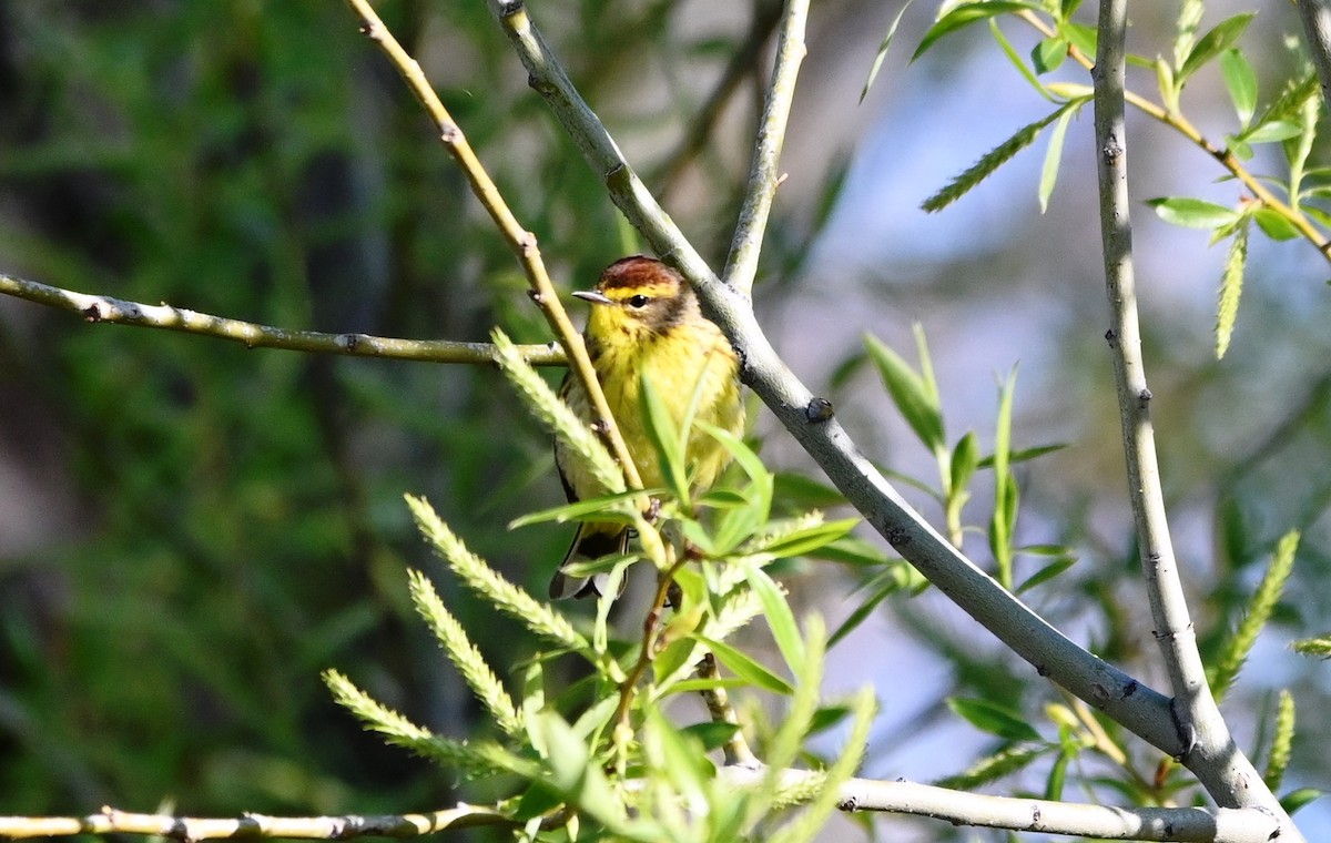 Palm Warbler - ML335065351