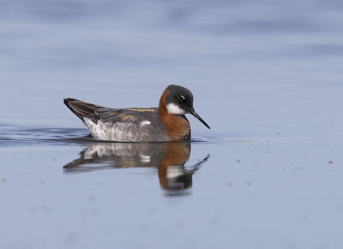 Круглоносый плавунчик - ML335065501