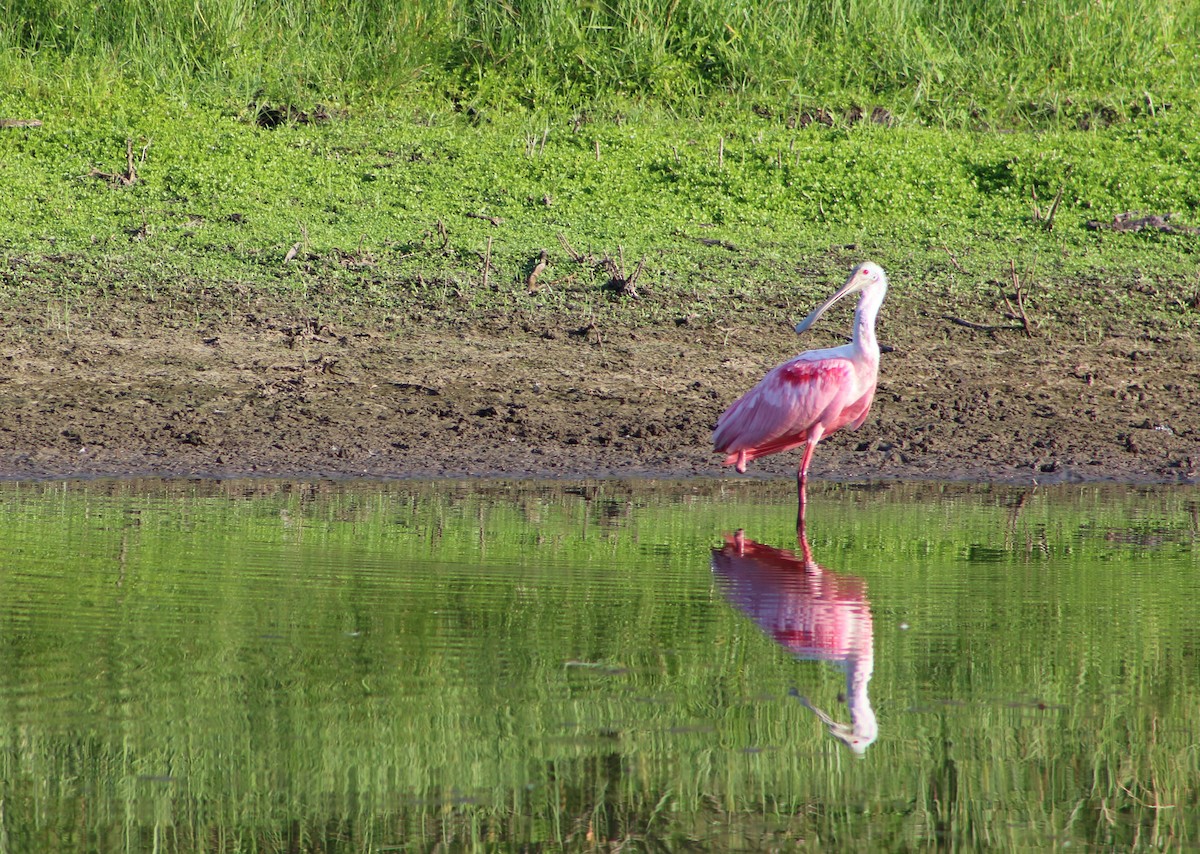 Roseate Spoonbill - ML33506581