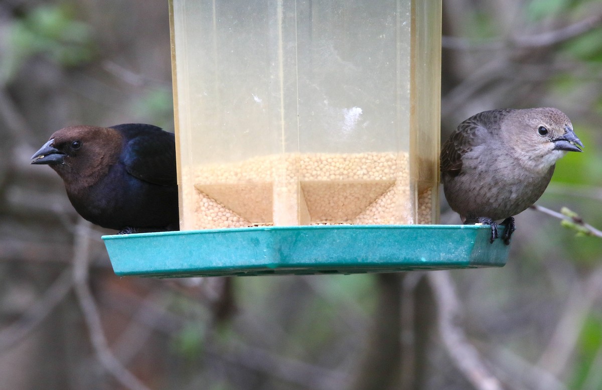 Brown-headed Cowbird - Brian Tychie