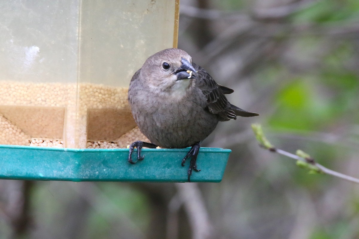 Brown-headed Cowbird - ML335065841