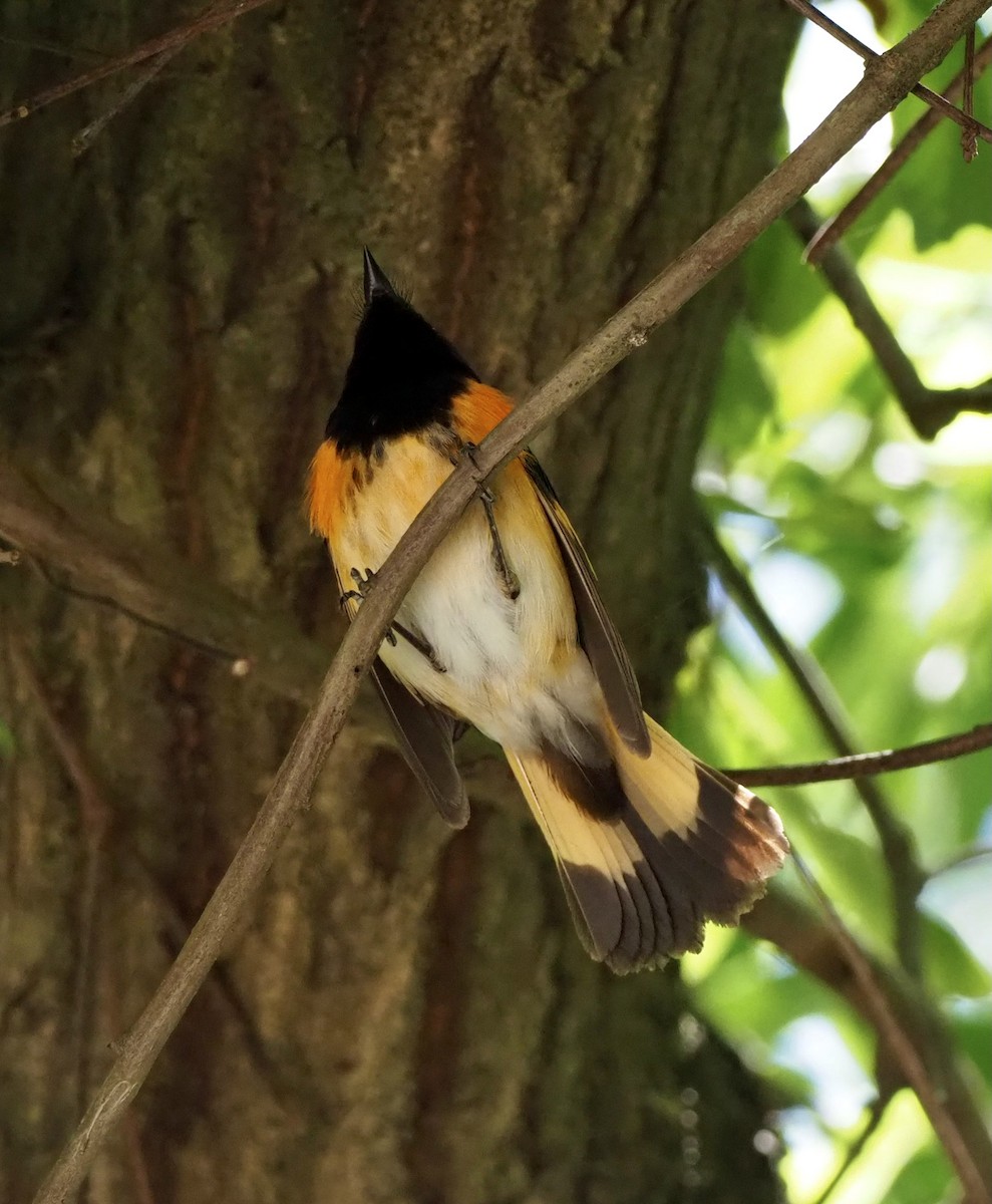 American Redstart - ML335065861