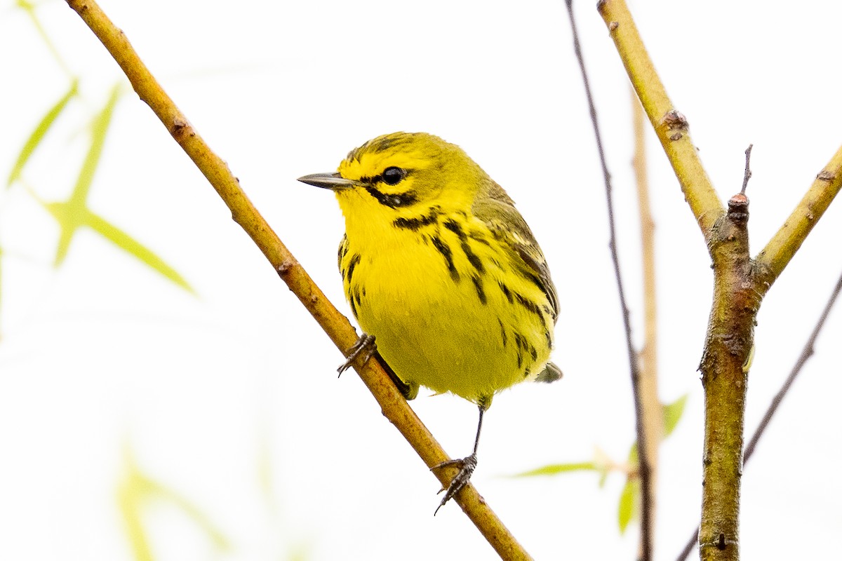 Prairie Warbler - ML335066261