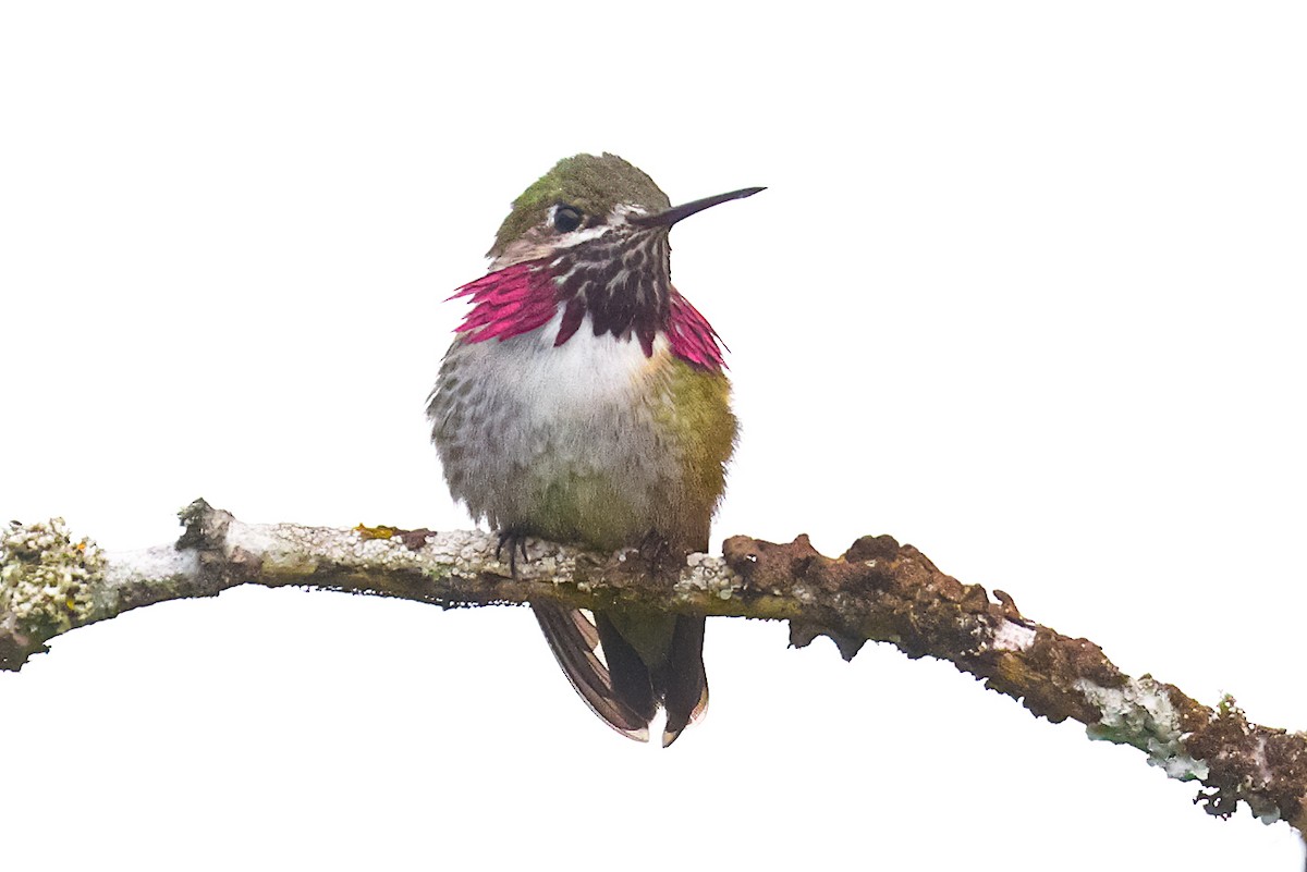 Calliope Hummingbird - Liron Gertsman