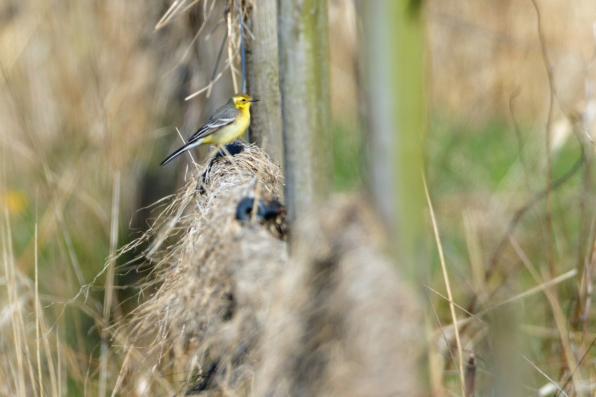 Шар түрүүт цэгцгий - ML335067941