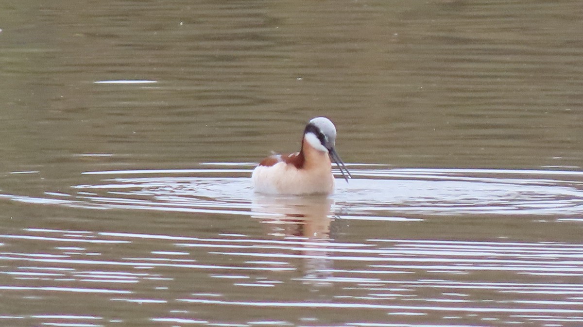 Wilson's Phalarope - ML335069261