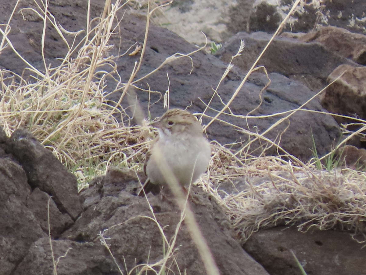 Brewer's Sparrow - ML335072951