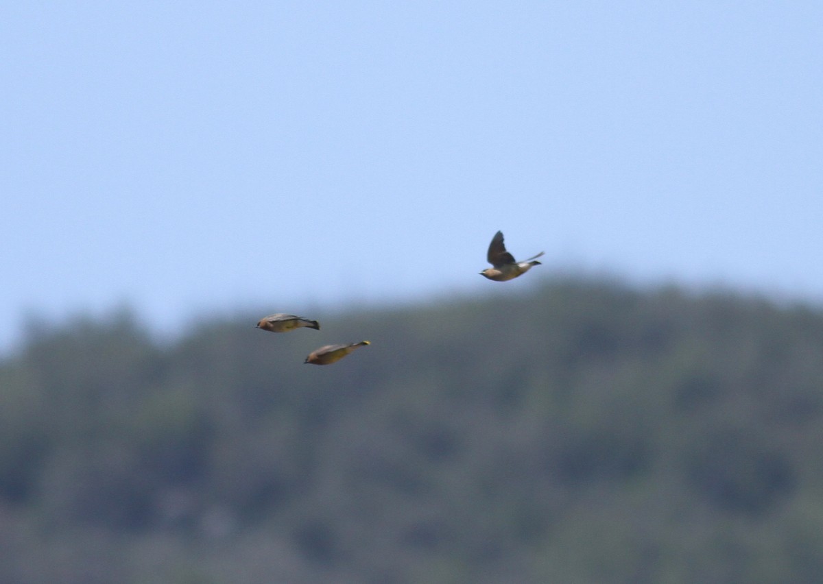 Cedar Waxwing - Ryan Terrill