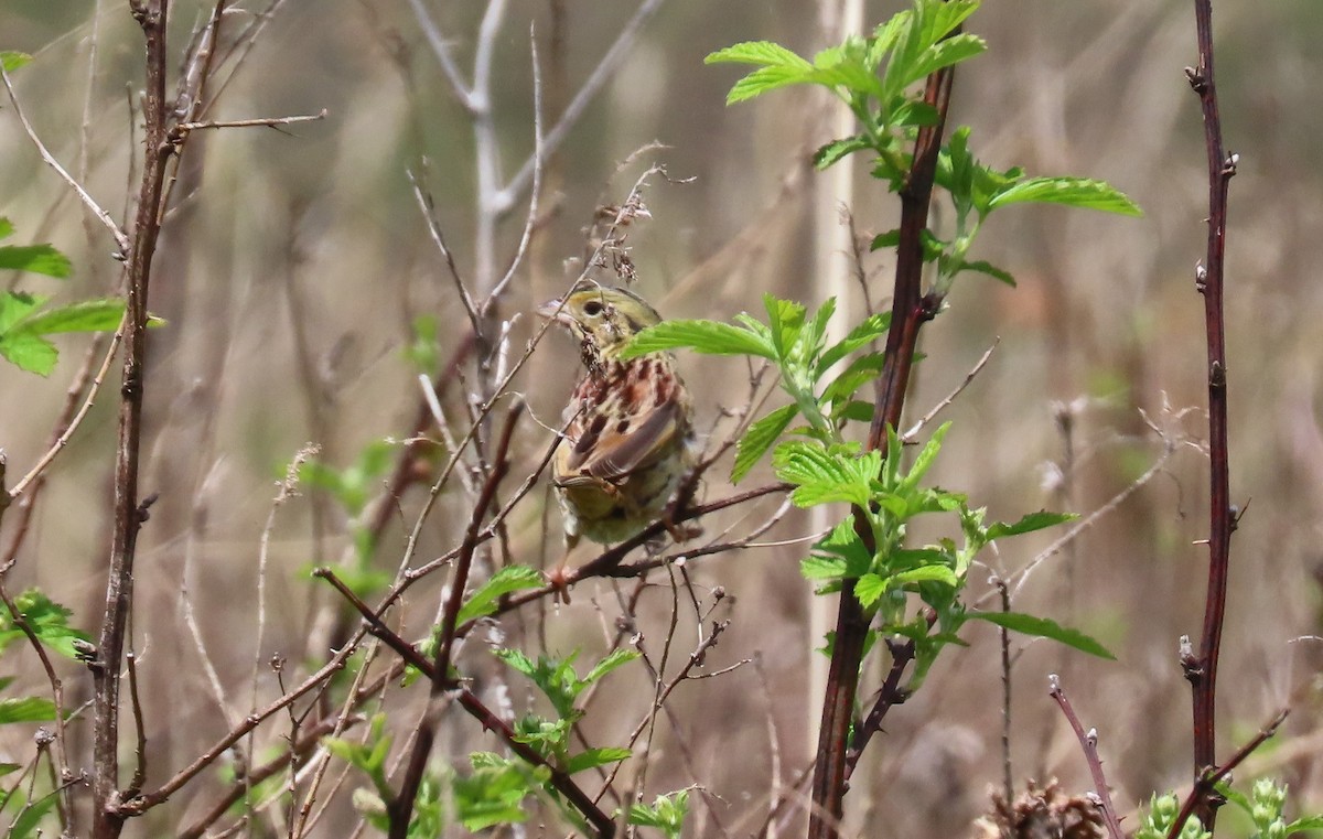 Henslow's Sparrow - ML335073691