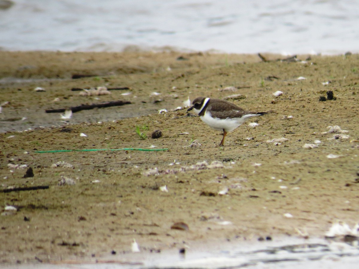 Semipalmated Plover - ML33507431