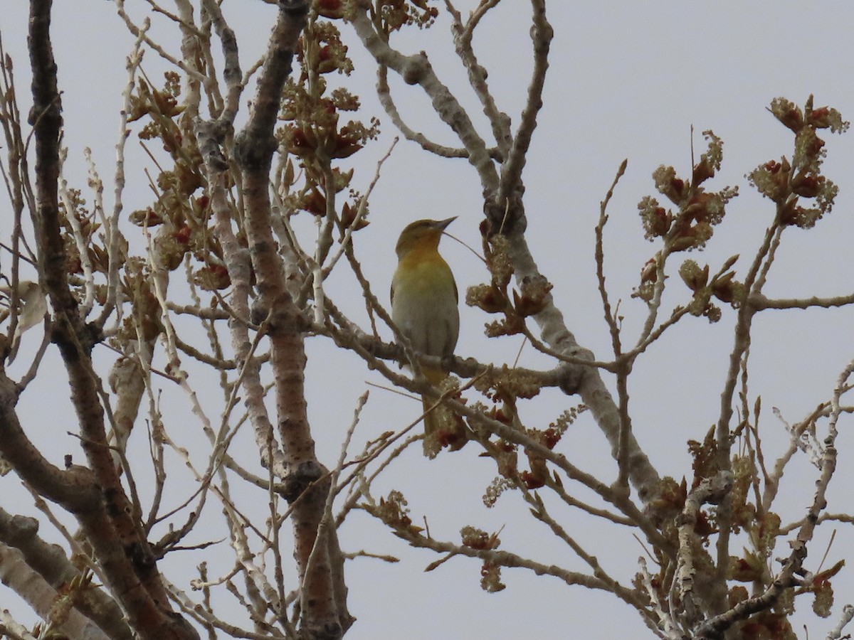 Bullock's Oriole - Paul/Bonnie Dickman