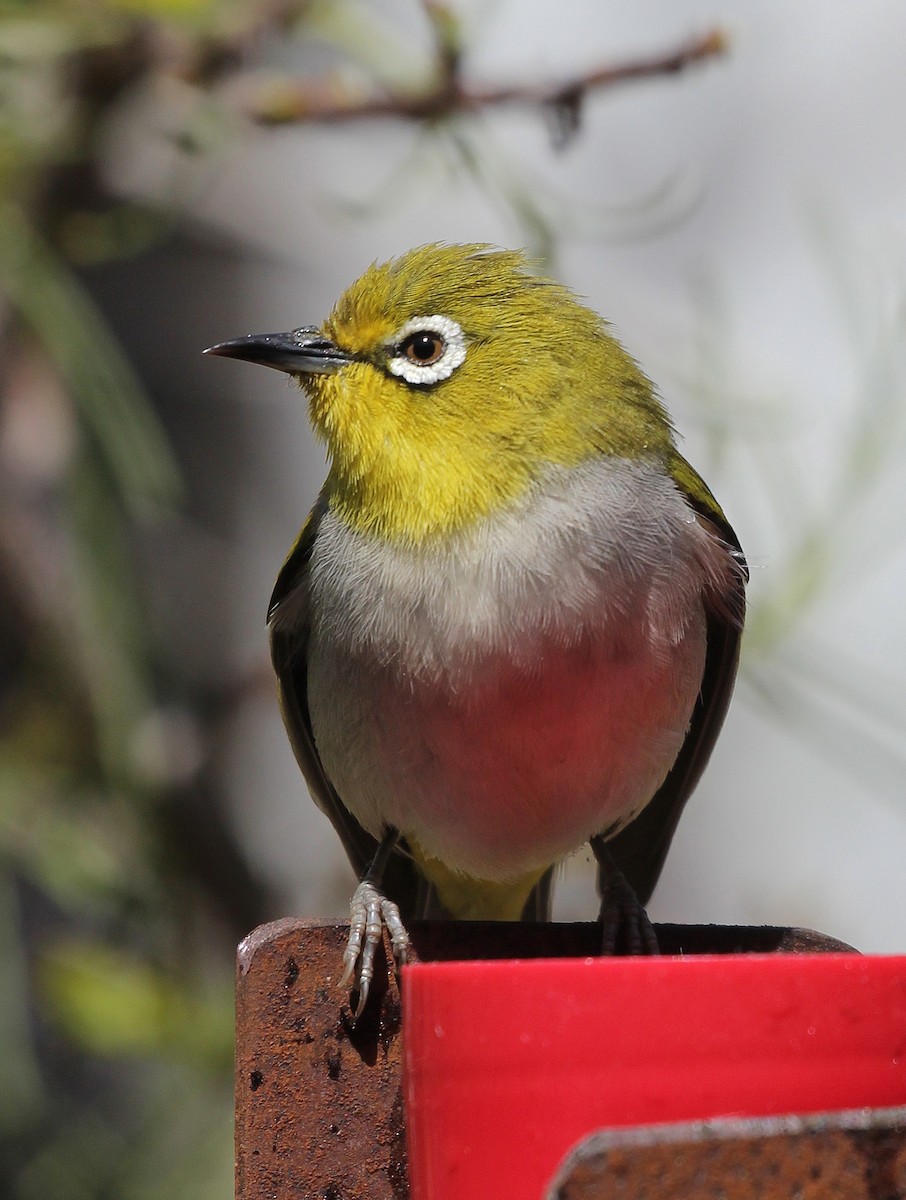 Swinhoe's White-eye - ML335074941