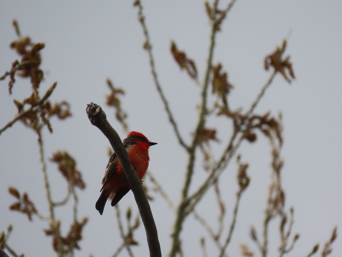 Vermilion Flycatcher - ML335075141