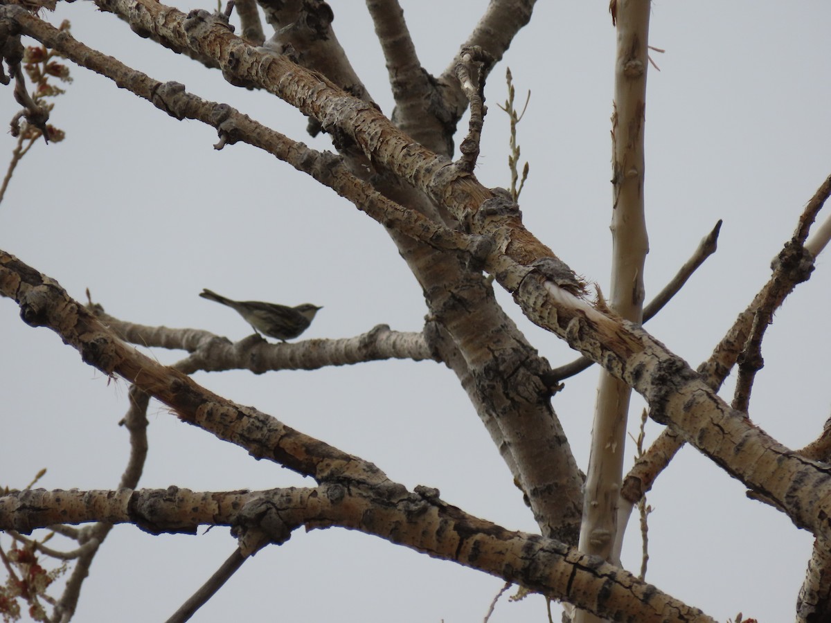 Yellow-rumped Warbler (Myrtle) - ML335075331