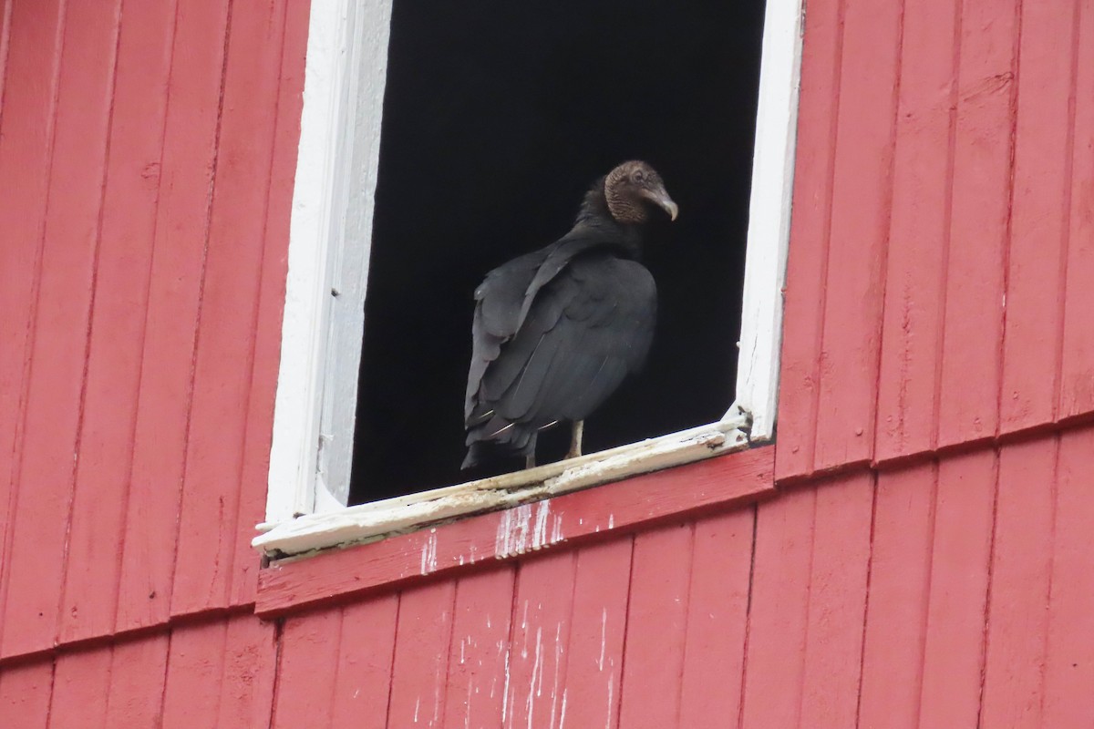 Black Vulture - ML335075361