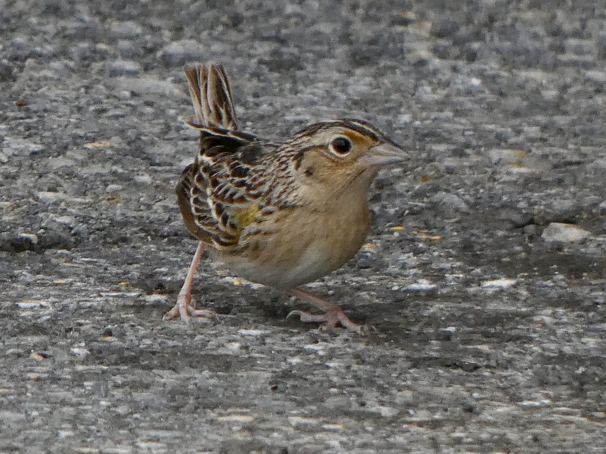 Grasshopper Sparrow - ML335075381