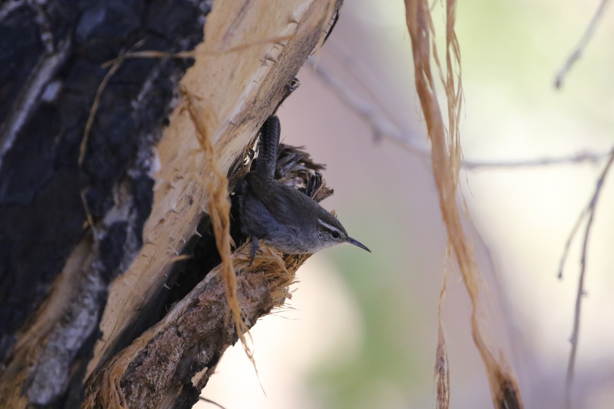 Bewick's Wren - ML335075961
