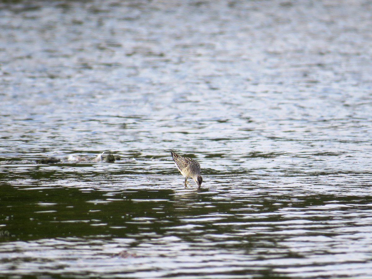 Stilt Sandpiper - ML33507621