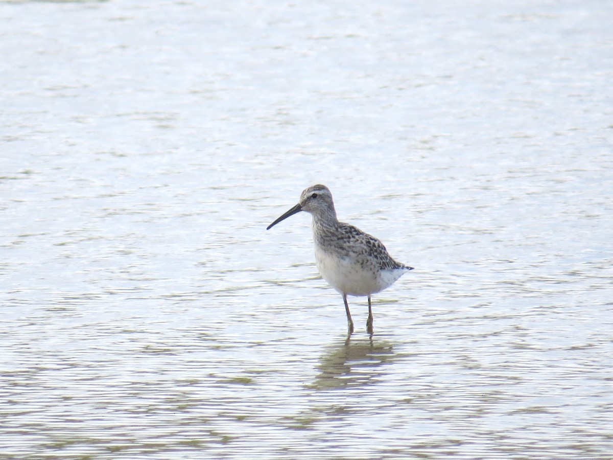 Stilt Sandpiper - ML33507631