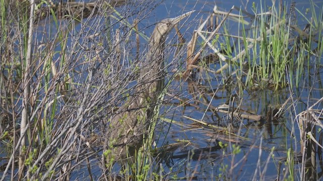 American Bittern - ML335077641