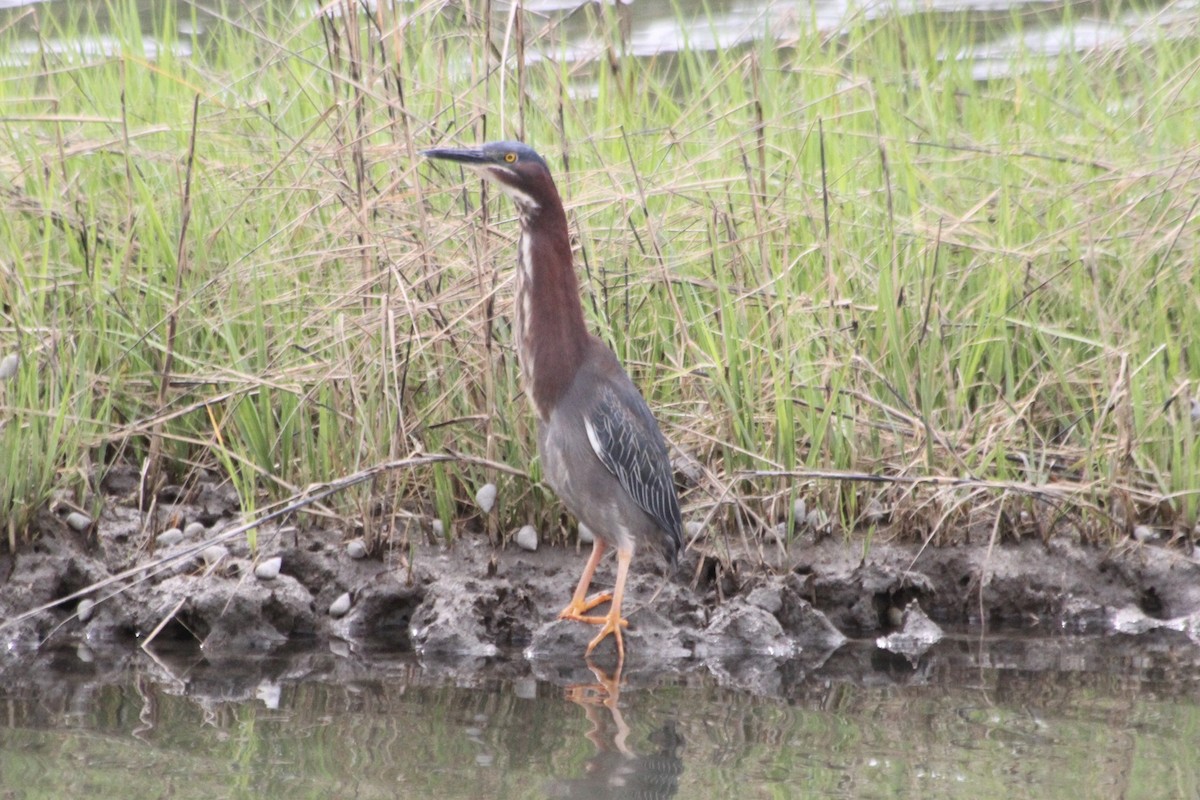 Green Heron - ML335078441