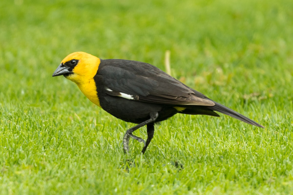 Yellow-headed Blackbird - Old Bird