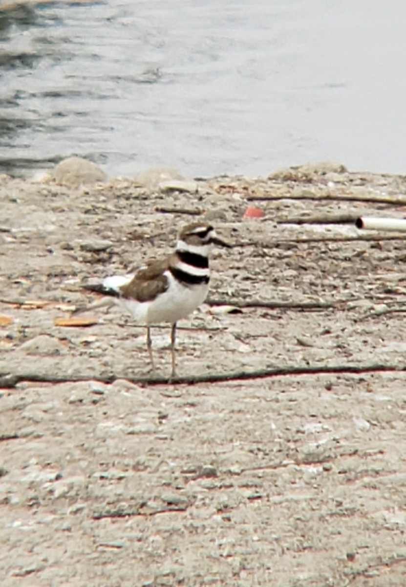 Killdeer - ML335078771