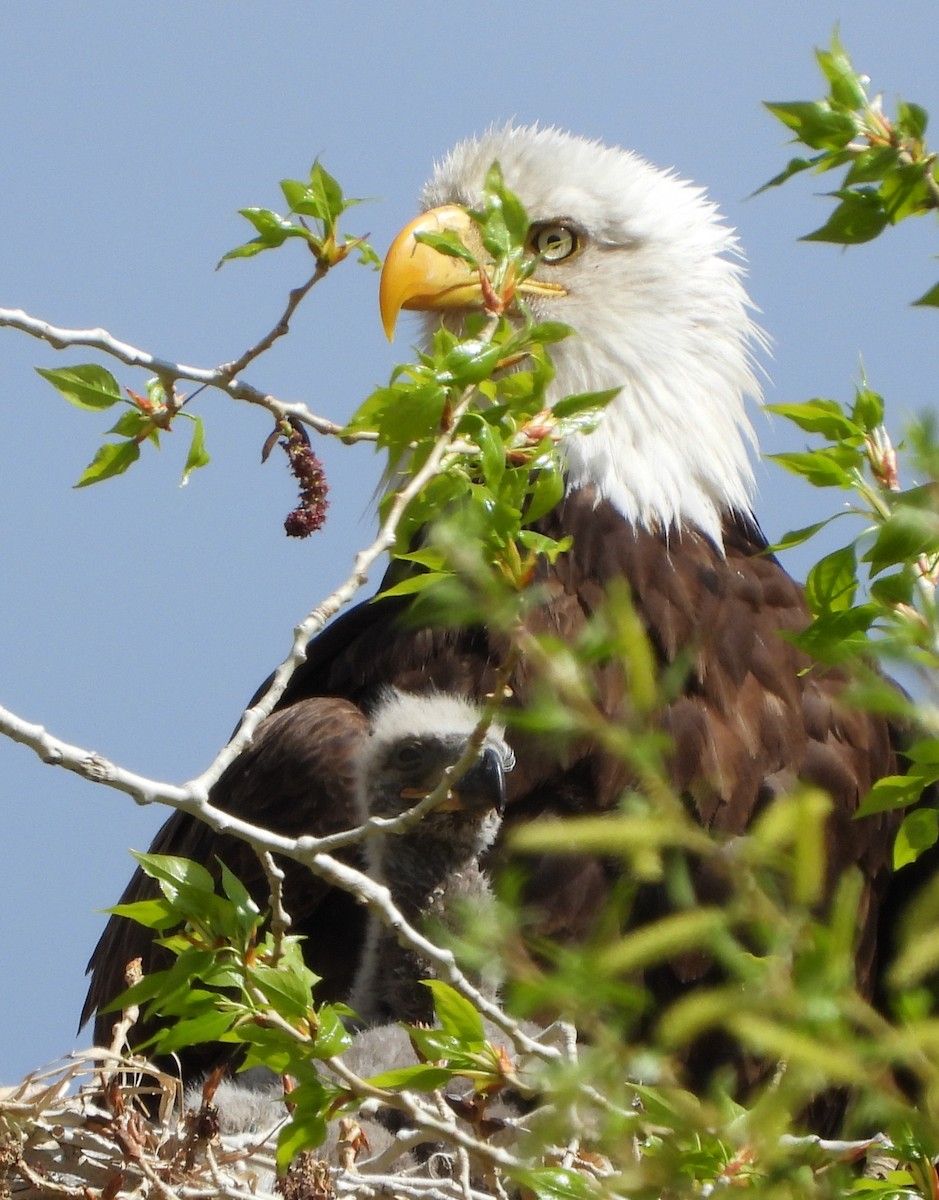 Bald Eagle - Kevin Christensen