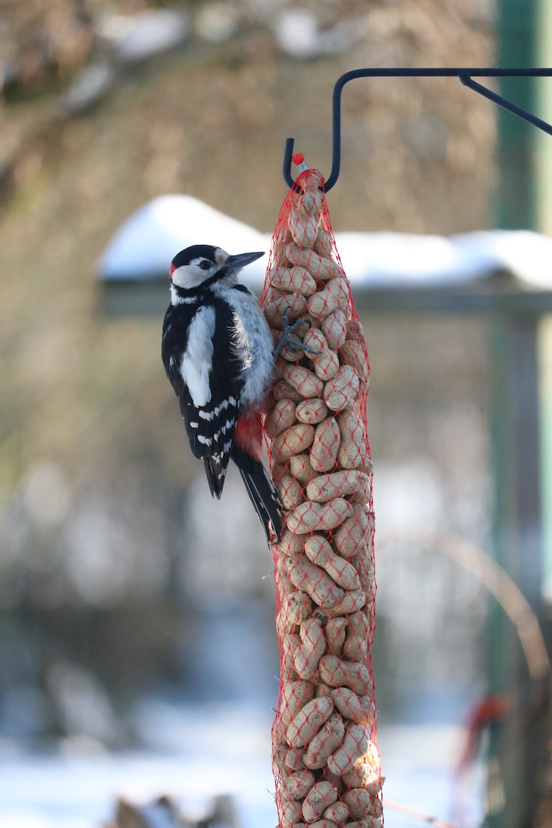 Great Spotted Woodpecker - Jan Harteman