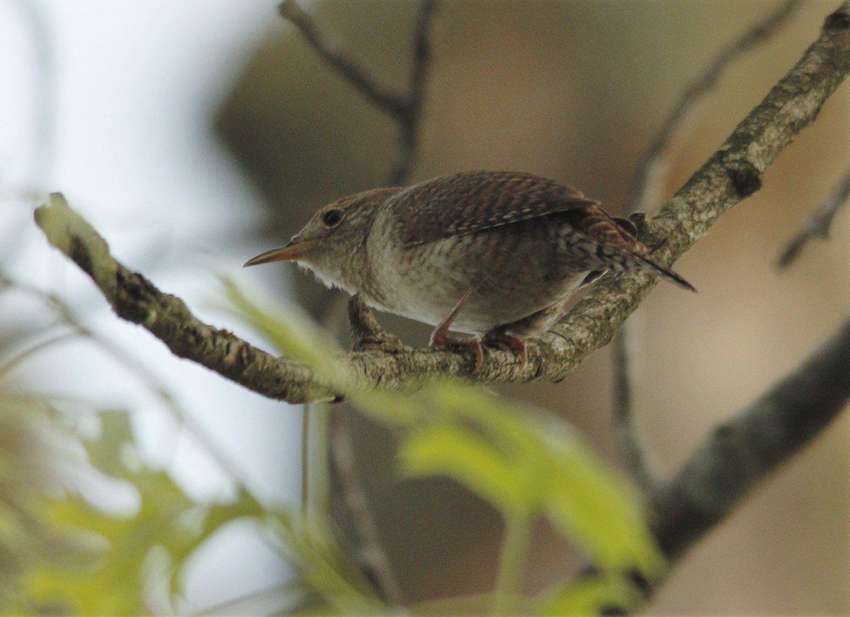 House Wren - Becky Lutz