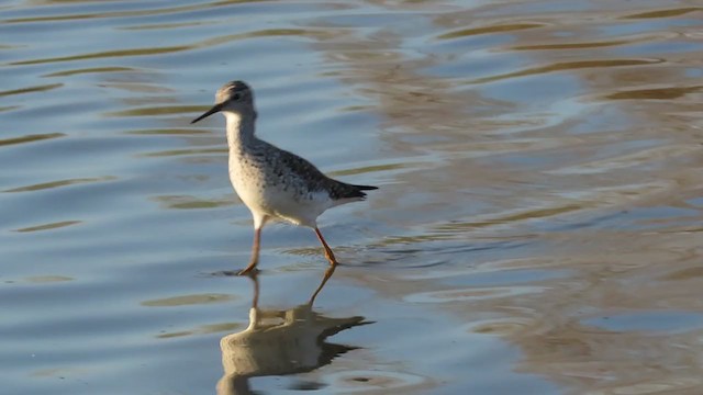 Lesser Yellowlegs - ML335081331