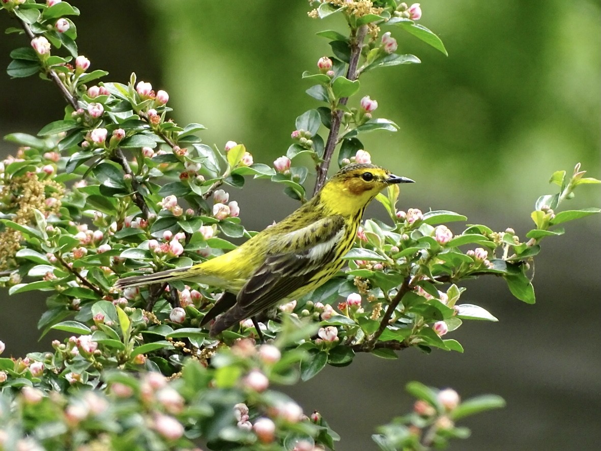 Cape May Warbler - ML335082271