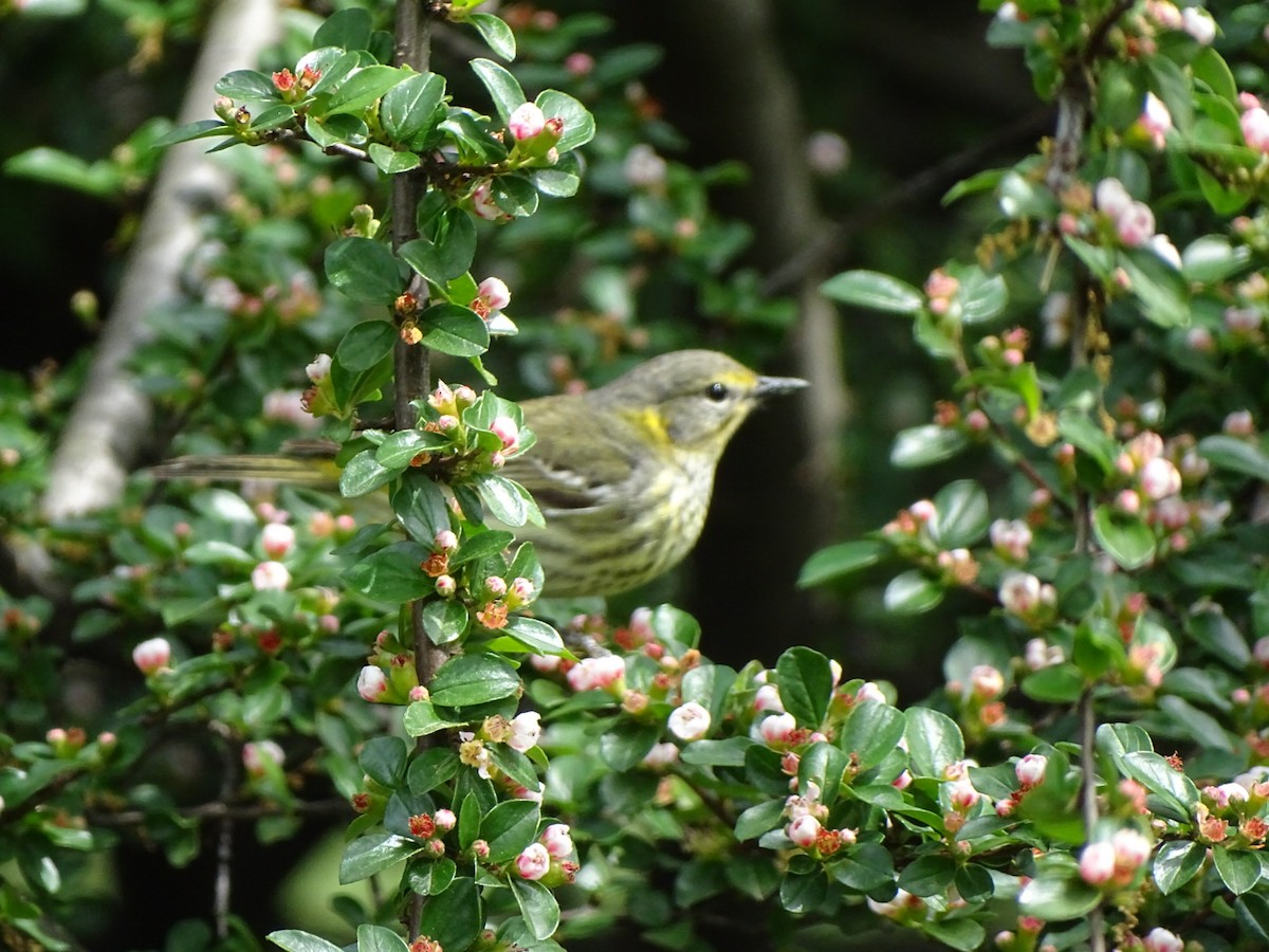 Cape May Warbler - ML335082631