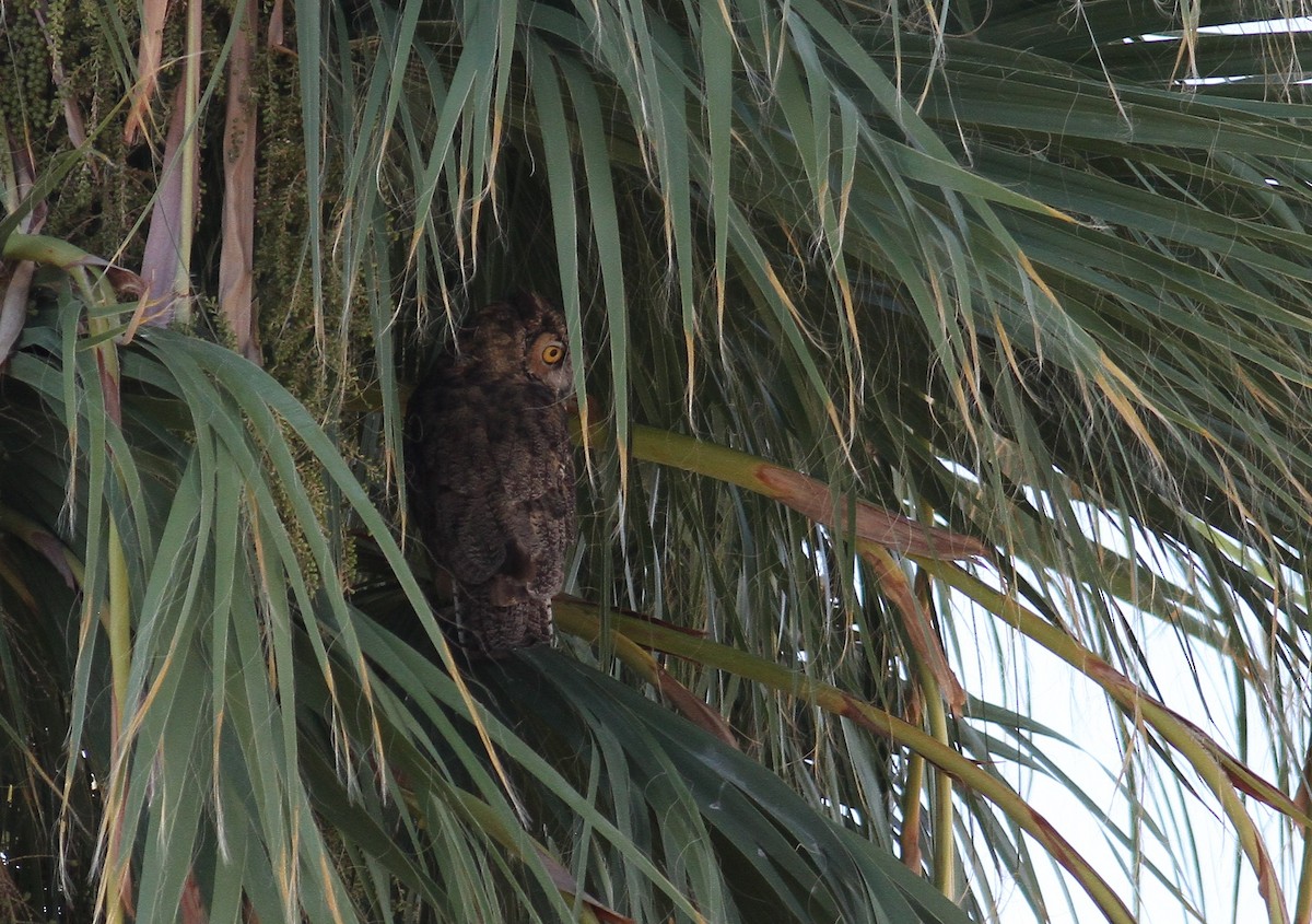 Great Horned Owl - ML33508291