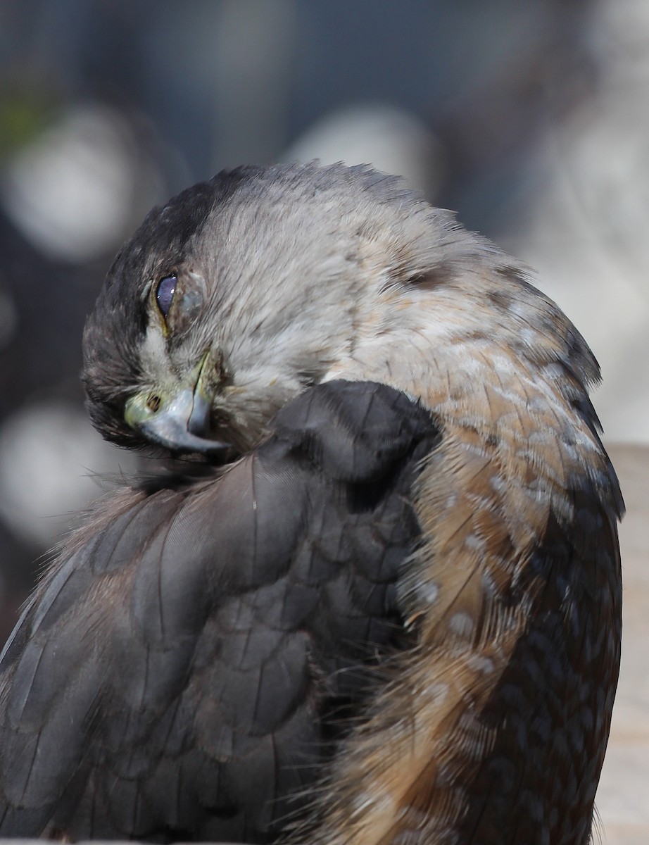 Cooper's Hawk - greg stewart