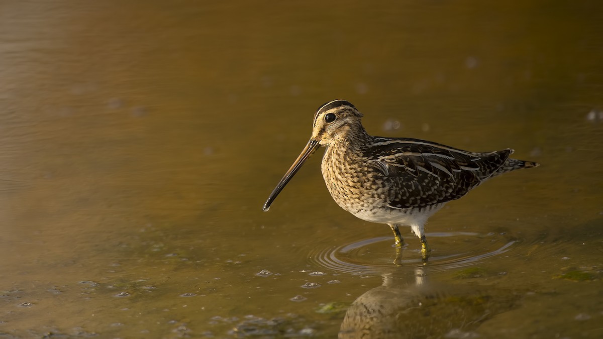 Common Snipe - ML33508391