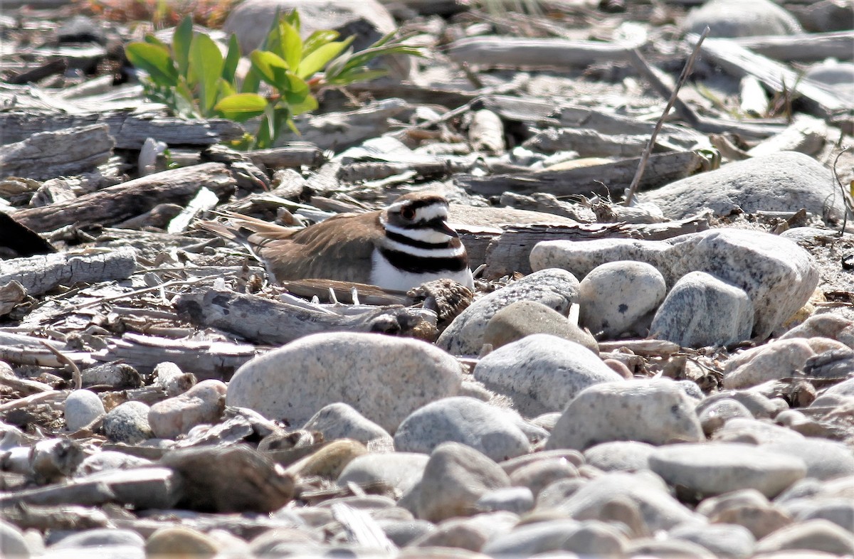 Killdeer - ML335084121