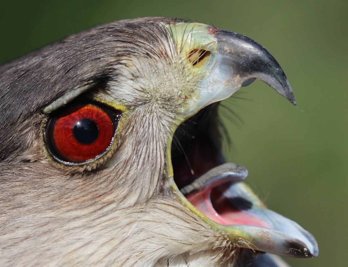 Cooper's Hawk - greg stewart