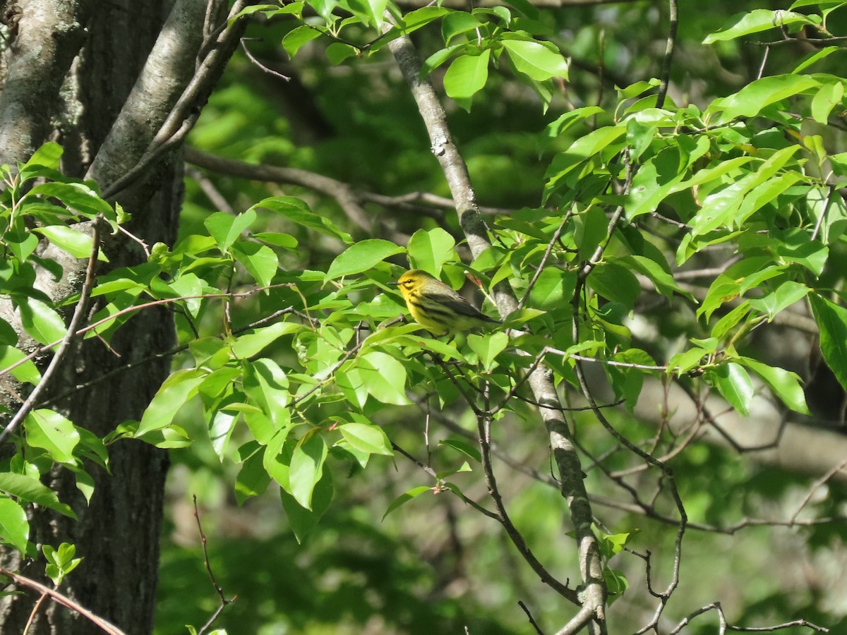 Prairie Warbler - Kevin McGrath