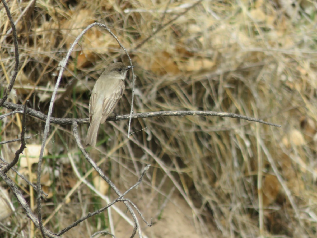 Eastern Phoebe - ML335085621