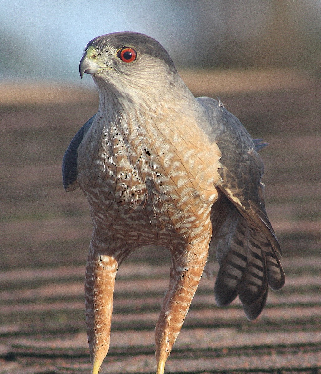 Cooper's Hawk - greg stewart