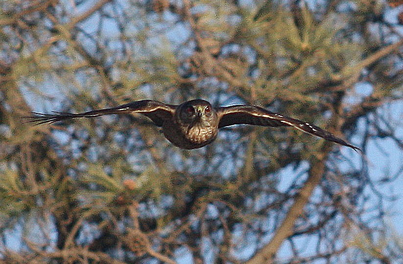 Cooper's Hawk - ML335087141