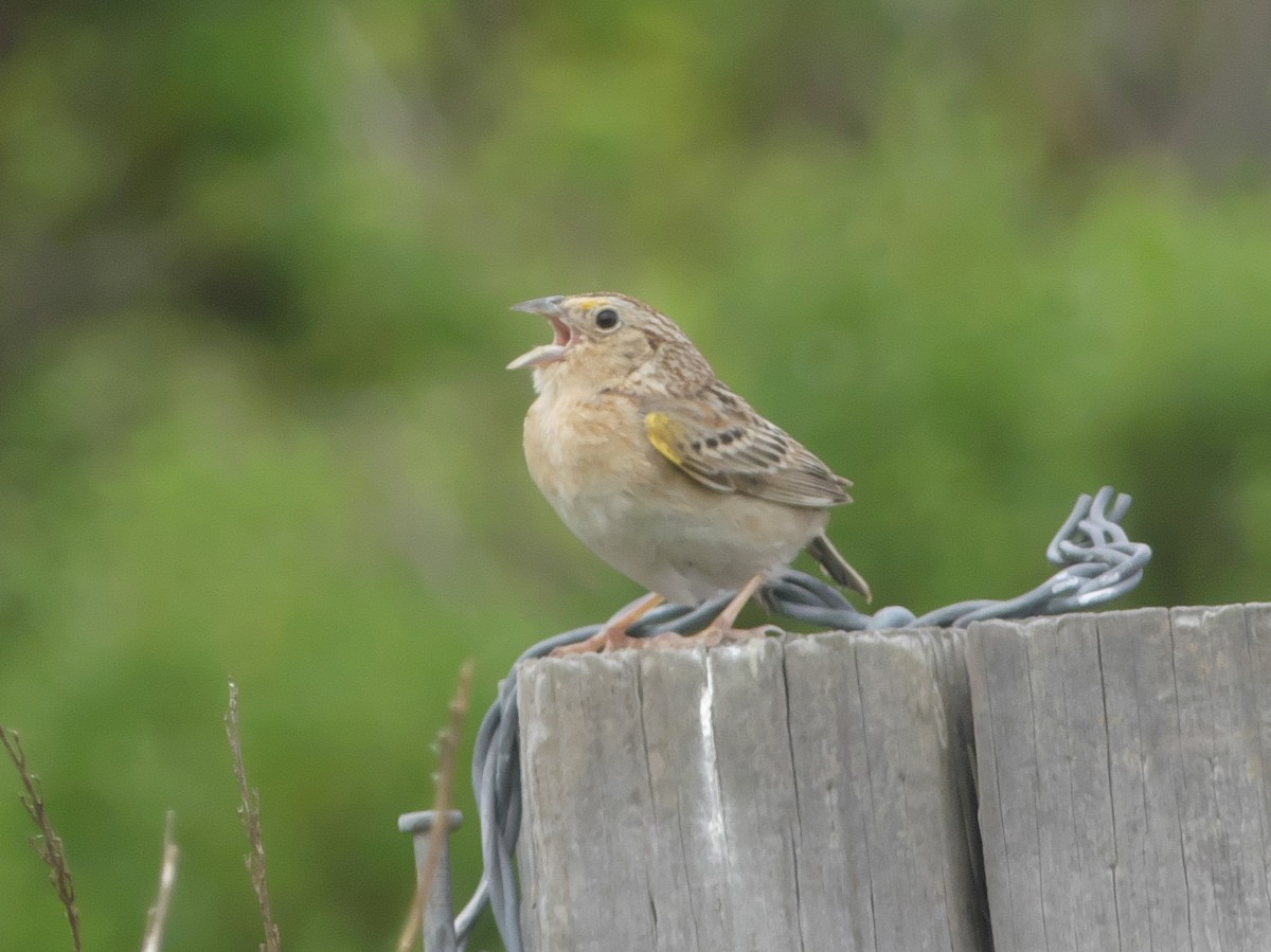 Grasshopper Sparrow - ML335087571