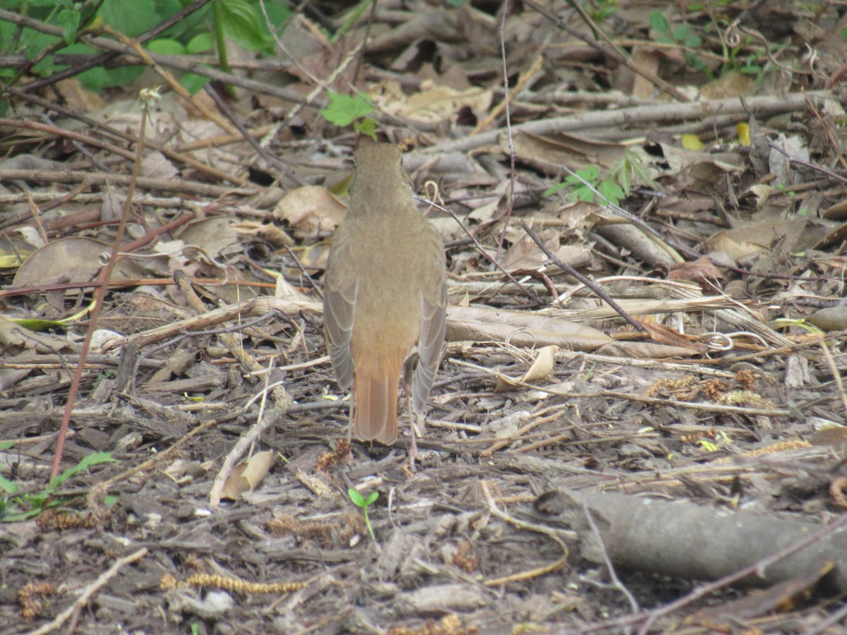 Hermit Thrush - ML335088141