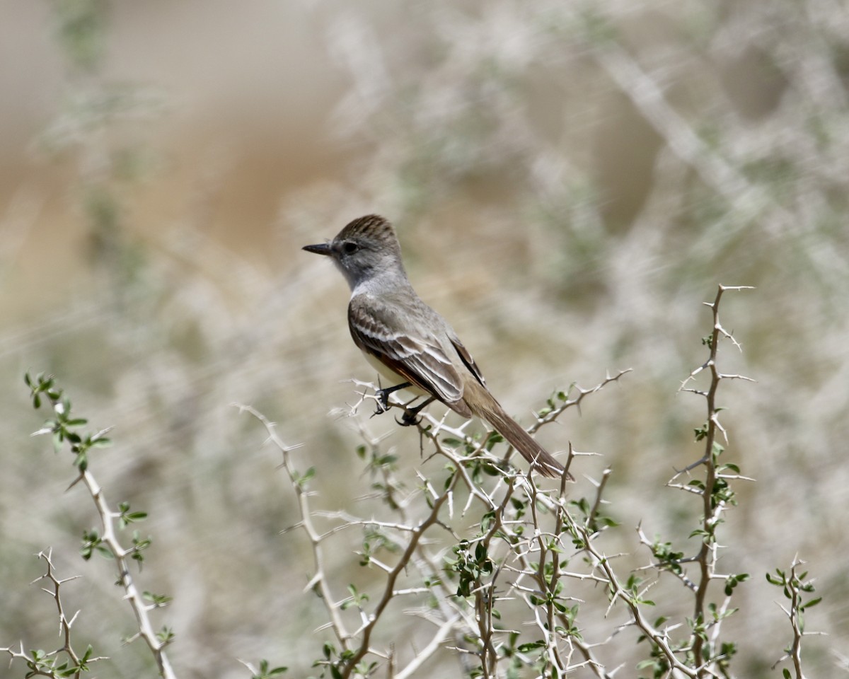 Ash-throated Flycatcher - ML335088311